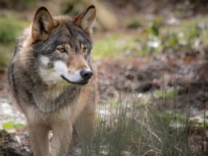 loup_VS